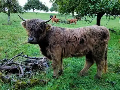 Hochlandrind Baum Wiese