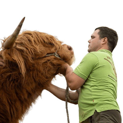 Rinder Baumschnitt präventive Pflege gesunder Bäume