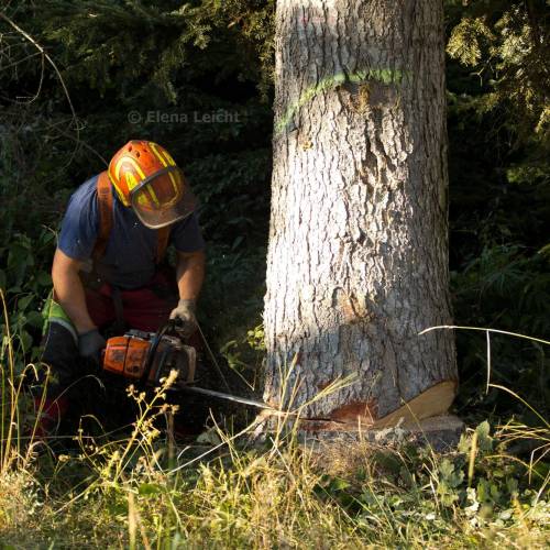 Baum fällen mit Motorsäge