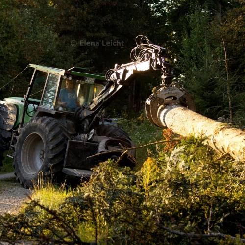 Baumtransport Traktor Wald