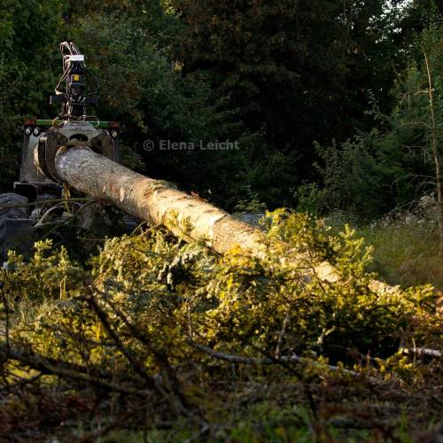 Timberjack Sommer